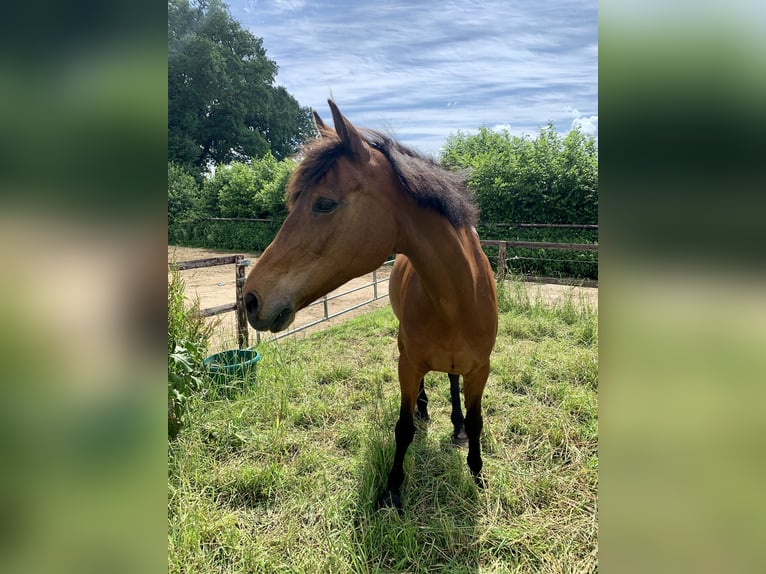 Holstein Mare 24 years 16 hh Brown in Schenefeld