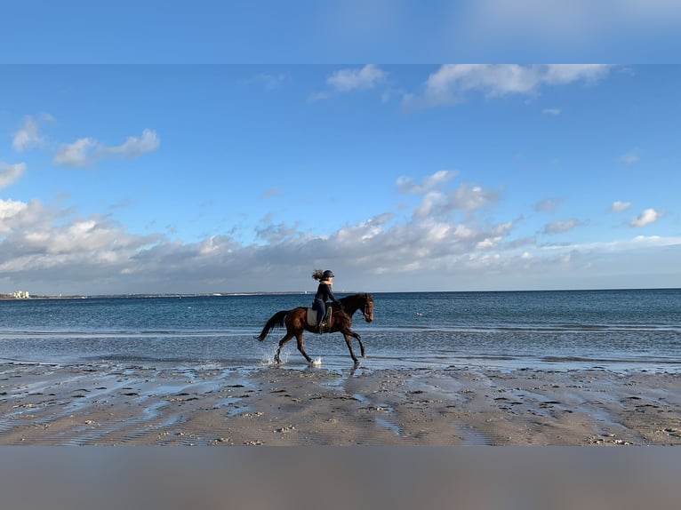 Holstein Mare 24 years 16 hh Brown in Schenefeld