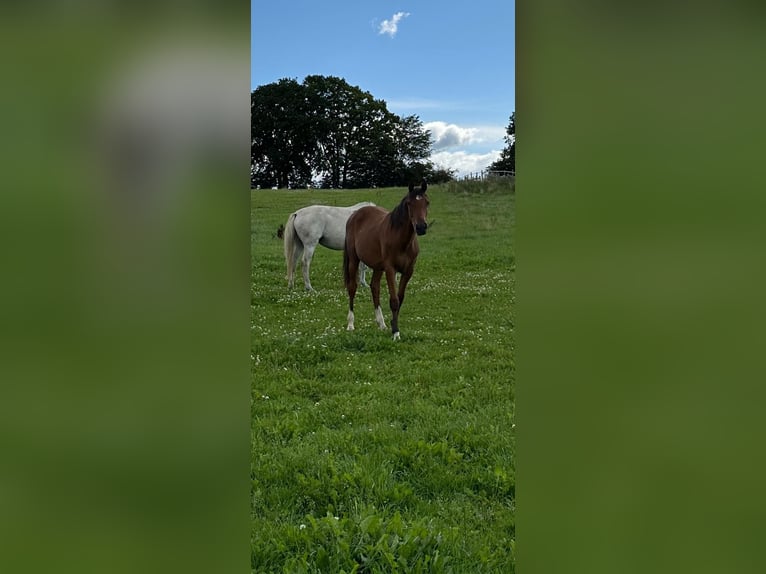 Holstein Mare 2 years 15,1 hh Brown in Poggensee