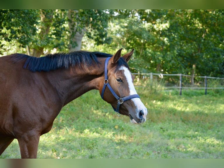 Holstein Mare 2 years 15,2 hh Brown in Wildeshausen