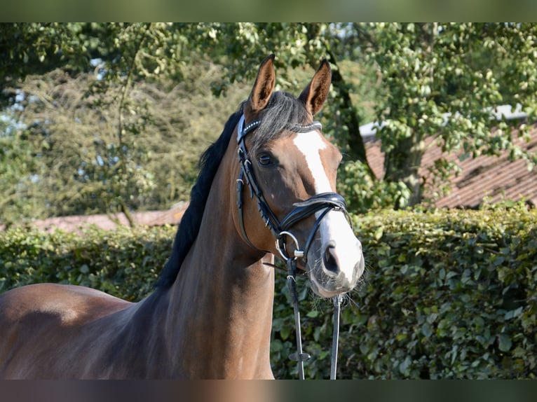 Holstein Mare 2 years 15,2 hh Brown in Wildeshausen