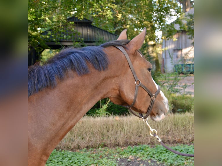 Holstein Mare 2 years 15,2 hh Brown in Wildeshausen