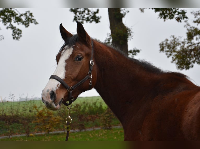 Holstein Mare 2 years 15,2 hh Brown in Wildeshausen