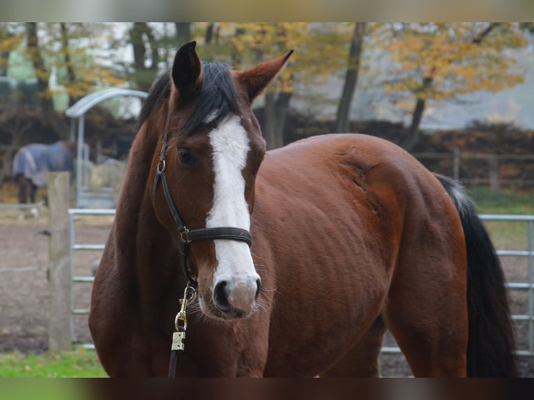 Holstein Mare 2 years 15,2 hh Brown in Wildeshausen