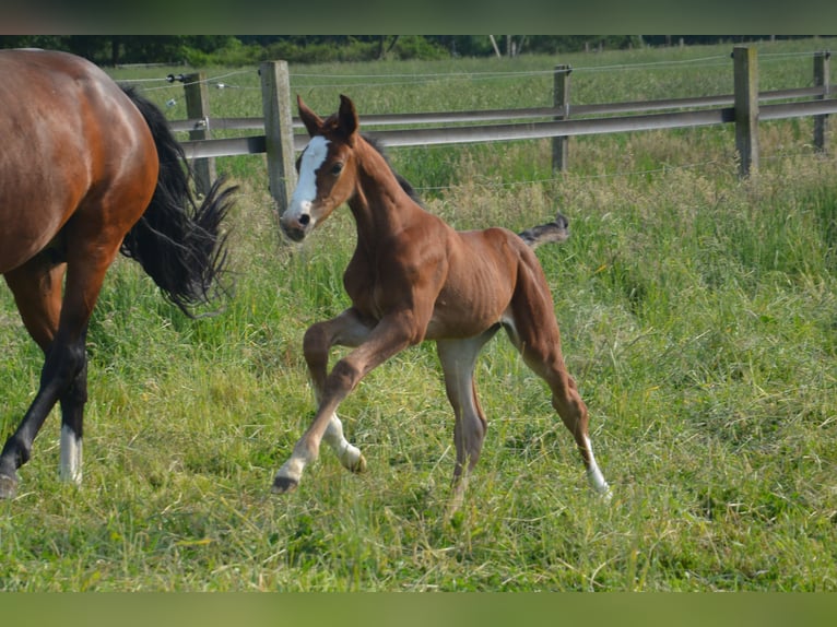 Holstein Mare 2 years 15,2 hh Brown in Wildeshausen