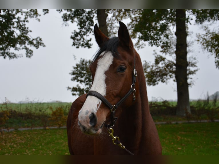 Holstein Mare 2 years 15,2 hh Brown in Wildeshausen