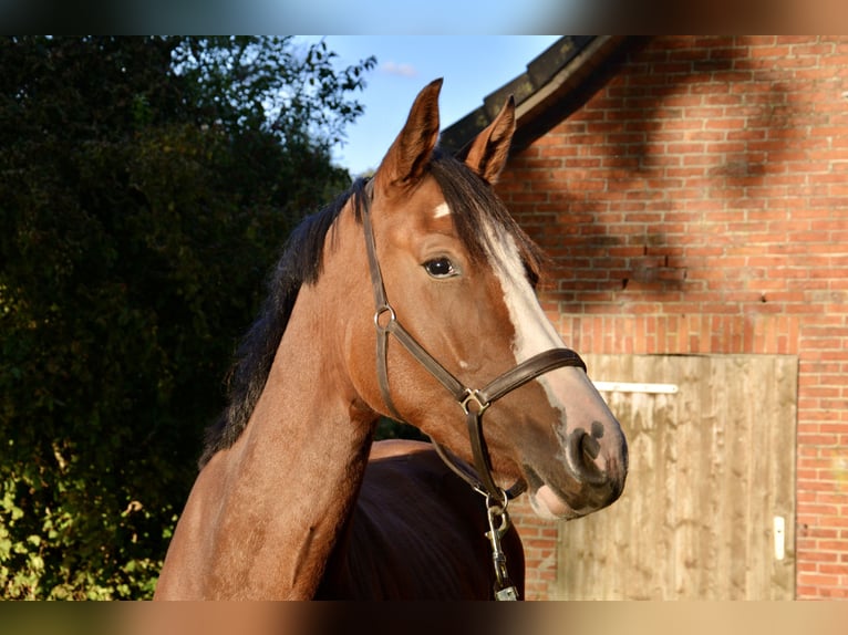 Holstein Mare 2 years 15,2 hh Brown in Wildeshausen