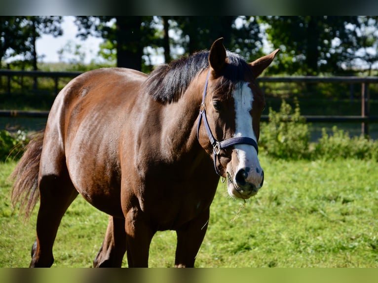 Holstein Mare 2 years 15,2 hh Brown in Wildeshausen