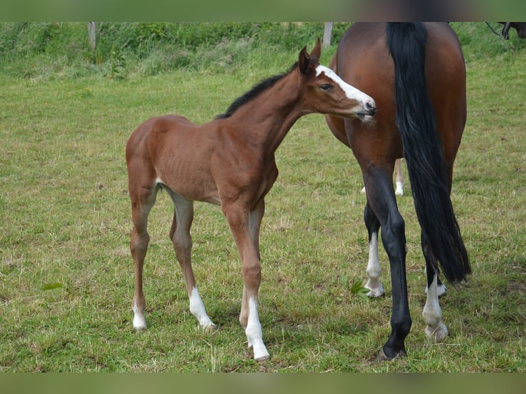 Holstein Mare 2 years 15,2 hh Brown in Wildeshausen