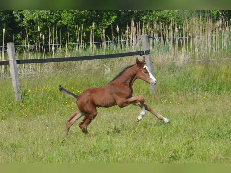 Holstein Mare 2 years 15,2 hh Brown in Wildeshausen