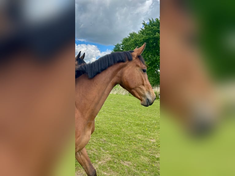 Holstein Mare 2 years 15,2 hh Brown-Light in Mildstedt
