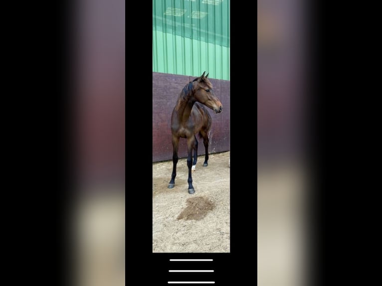 Holstein Mare 2 years 15,2 hh Brown in Hohenlockstedt