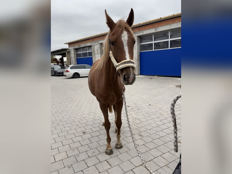 Holstein Mare 2 years 16,1 hh Chestnut-Red in Schwandorf