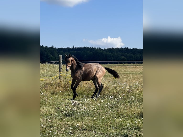 Holstein Mare 2 years 16.1 hh Grey-Dark-Tan in Pilsen
