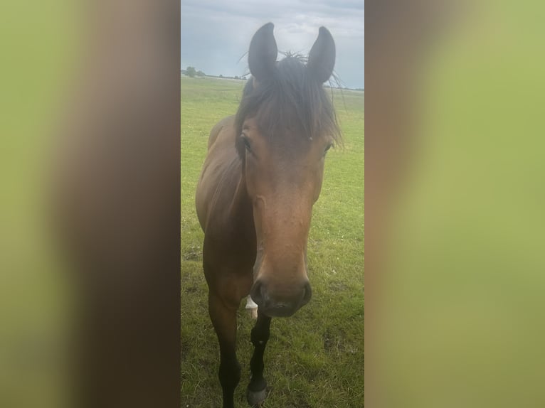 Holstein Mare 2 years 16 hh Brown in Bargenstedt