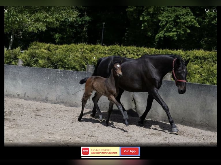 Holstein Mare 2 years 16,2 hh Bay-Dark in Hamersen