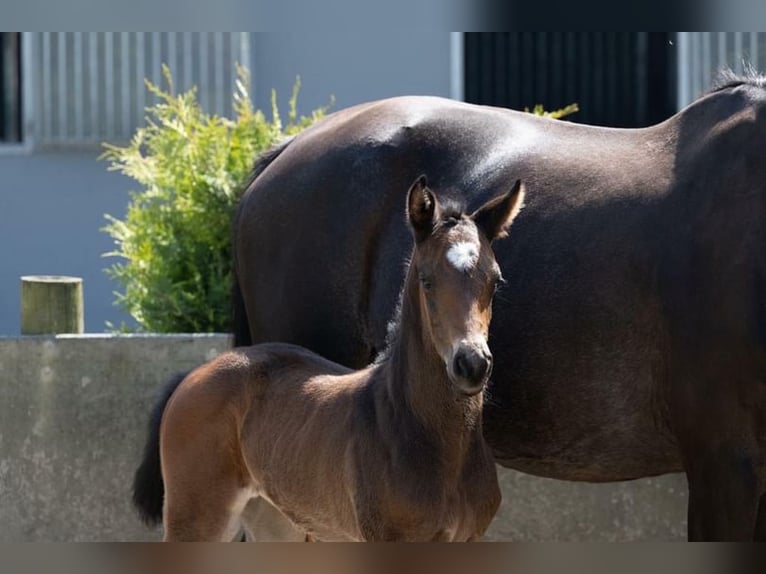 Holstein Mare 2 years 16,2 hh Bay-Dark in Hamersen