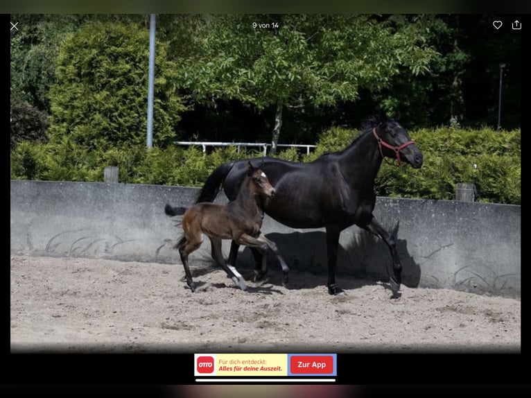 Holstein Mare 2 years 16,2 hh Bay-Dark in Hamersen
