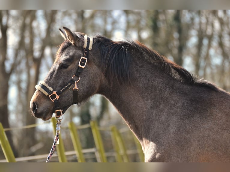 Holstein Mare 2 years 16,2 hh Gray in Klein Nordende