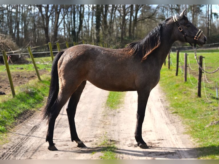 Holstein Mare 2 years 16,2 hh Gray in Klein Nordende