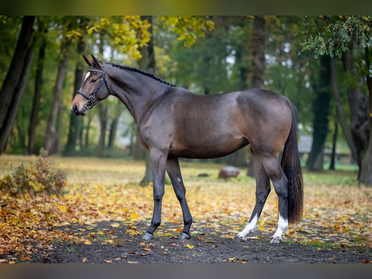 Holstein Mare 2 years Bay-Dark in Pozna&#x144;