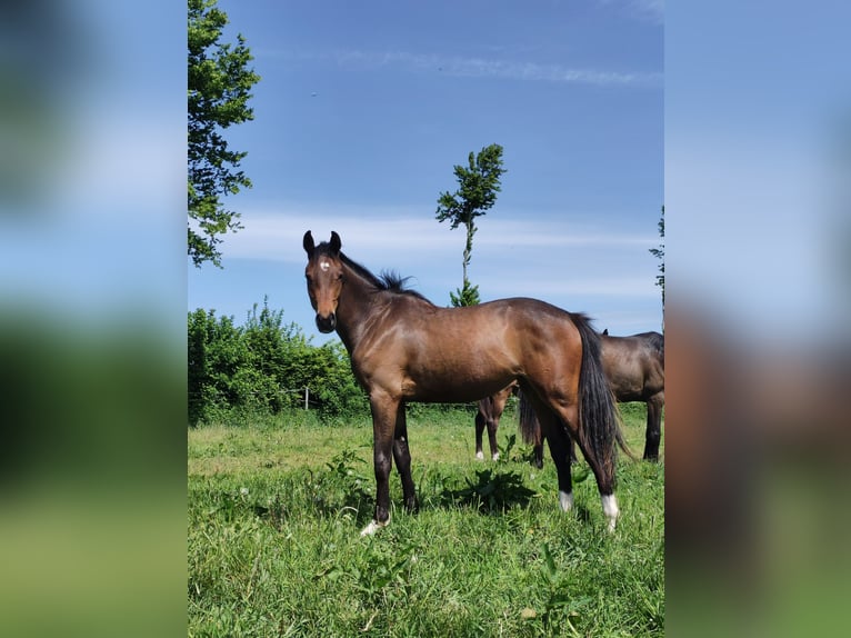 Holstein Mare 2 years Brown in NottfeldBoren