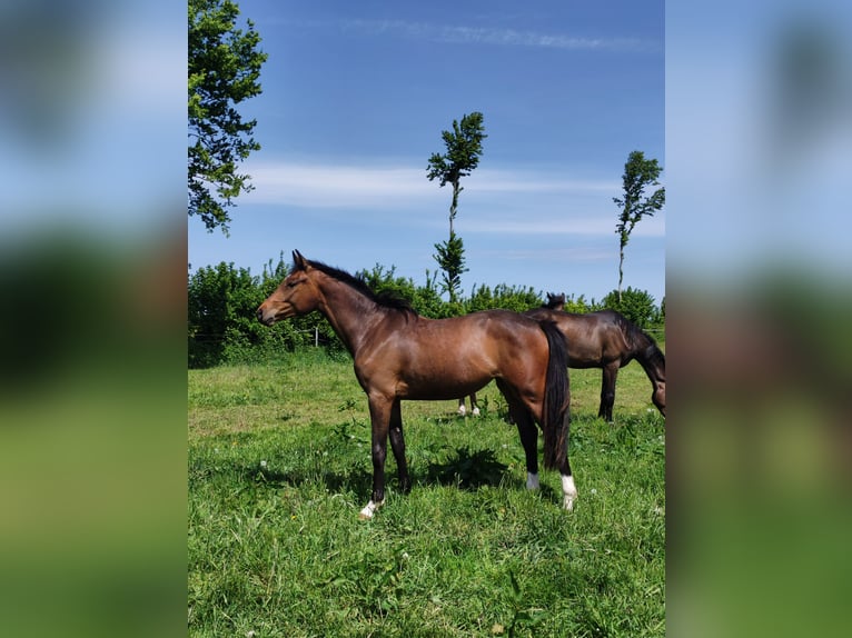 Holstein Mare 2 years Brown in NottfeldBoren