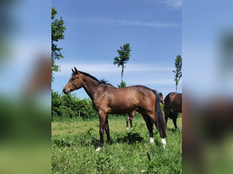 Holstein Mare 2 years Brown in NottfeldBoren
