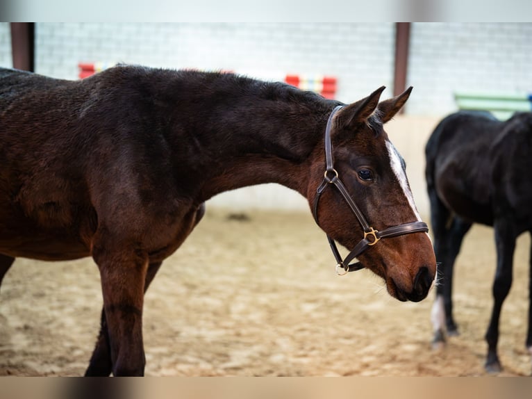 Holstein Mare 2 years Brown in Glandorf