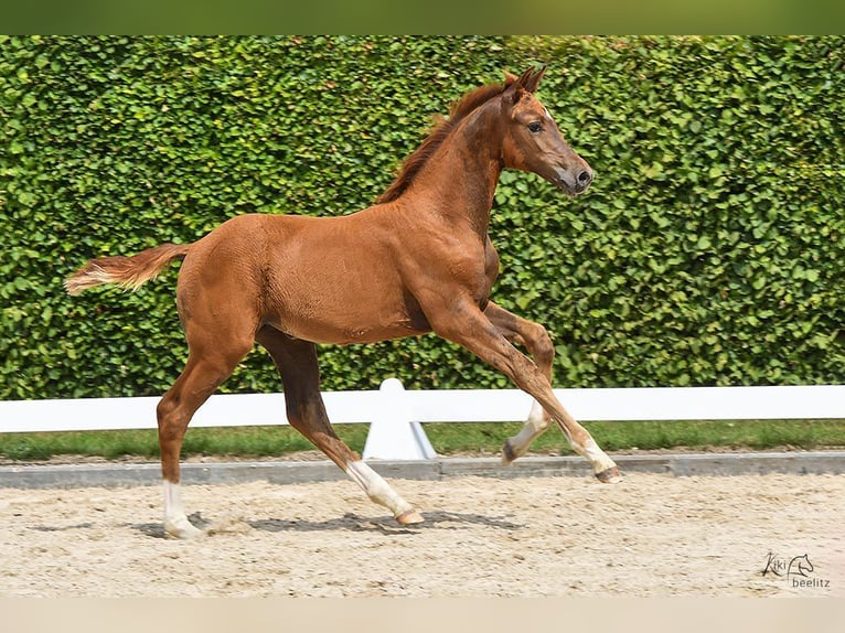 Holstein Mare 2 years Chestnut-Red in Calau