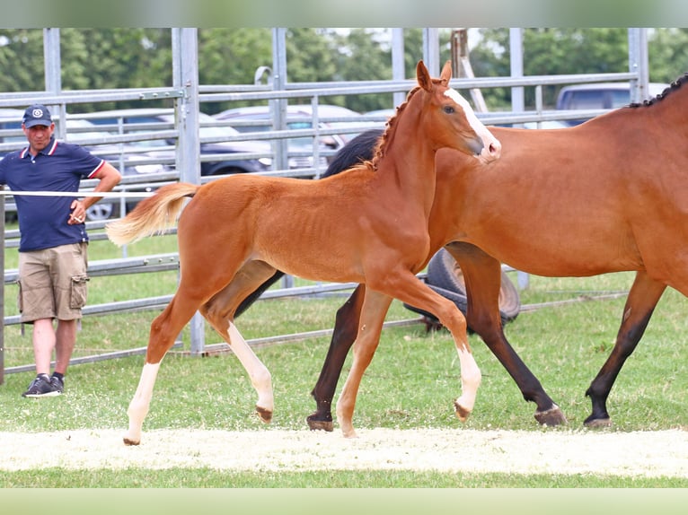 Holstein Mare 2 years Chestnut-Red in Goldenbek