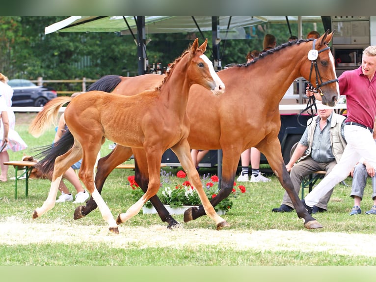 Holstein Mare 2 years Chestnut-Red in Goldenbek