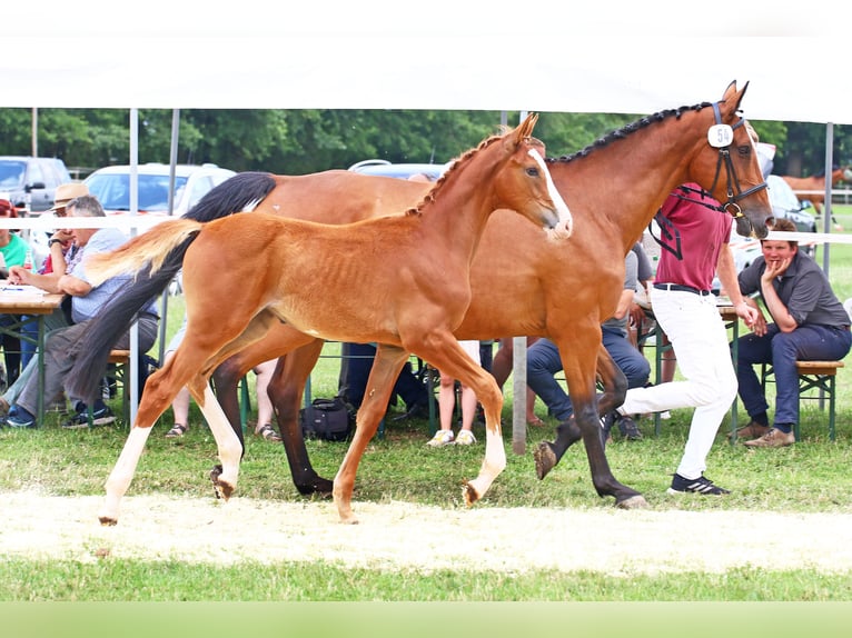 Holstein Mare 2 years Chestnut-Red in Goldenbek