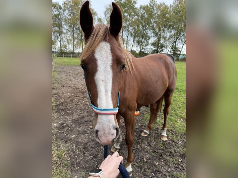 Holstein Mare 2 years Chestnut-Red in Struvenhütten