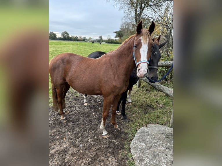 Holstein Mare 2 years Chestnut-Red in Struvenhütten