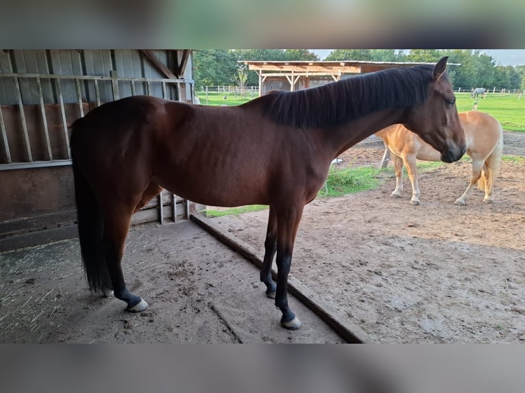 Holstein Mare 3 years 15.2 hh Brown in Grauel