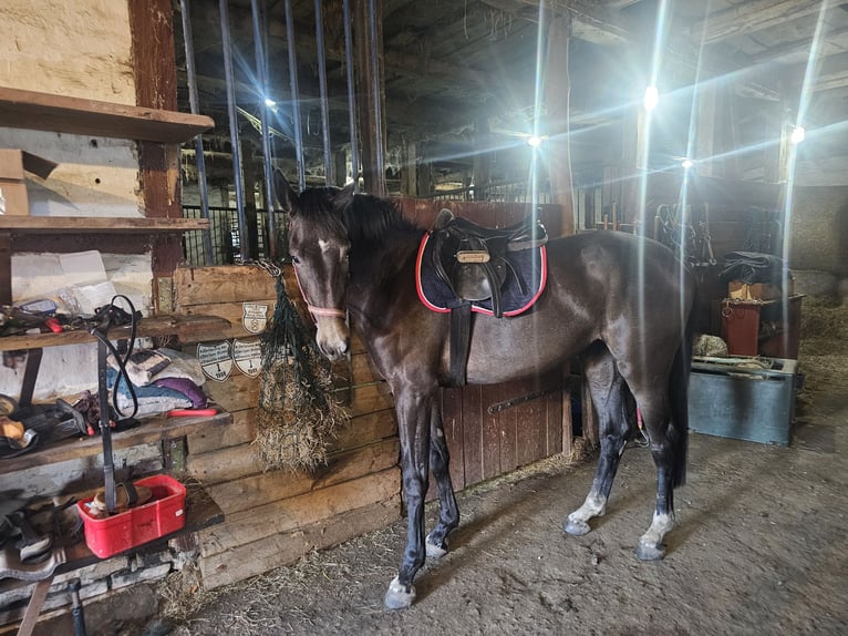 Holstein Mare 3 years 15.2 hh Grey-Fleabitten in Kosel