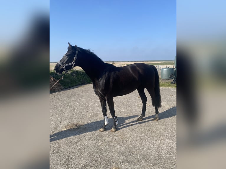 Holstein Mare 3 years 15.2 hh Smoky-Black in Sankt Peter-Ording