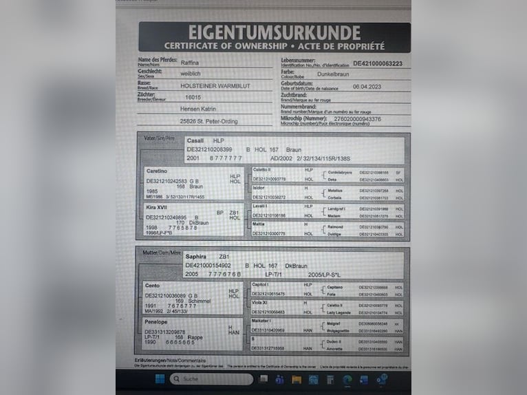 Holstein Mare 3 years 15.2 hh Smoky-Black in Sankt Peter-Ording