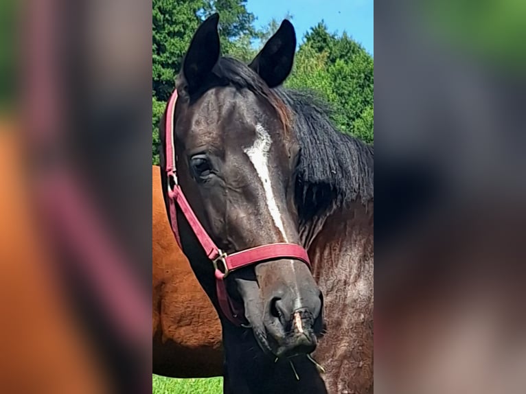 Holstein Mare 3 years 15.3 hh Bay-Dark in Reinfeld
