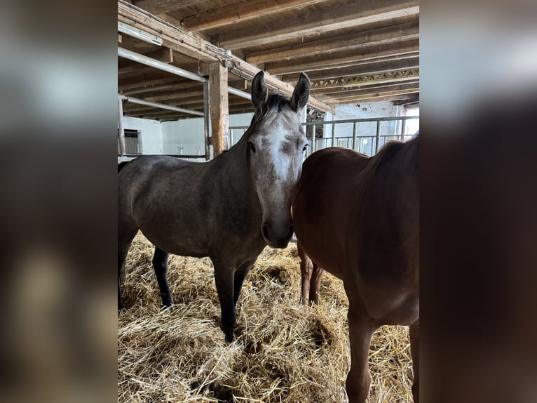 Holstein Mare 3 years 15 hh Gray in Wöhrden/ Heide