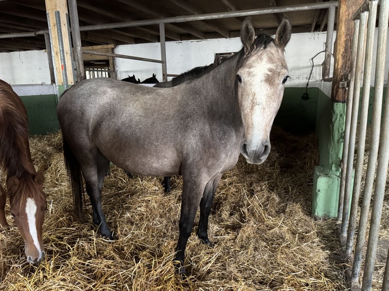 Holstein Mare 3 years 15 hh Gray in Wöhrden/ Heide