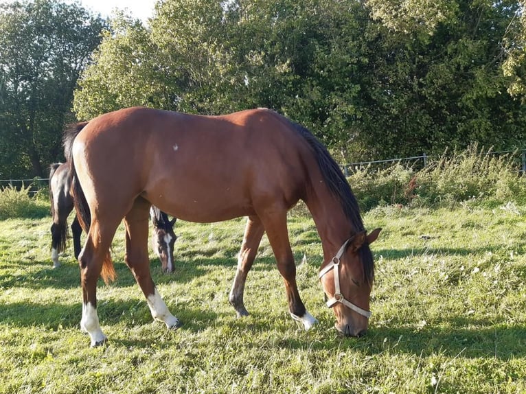 Holstein Mare 3 years 15,1 hh Brown in Poggensee