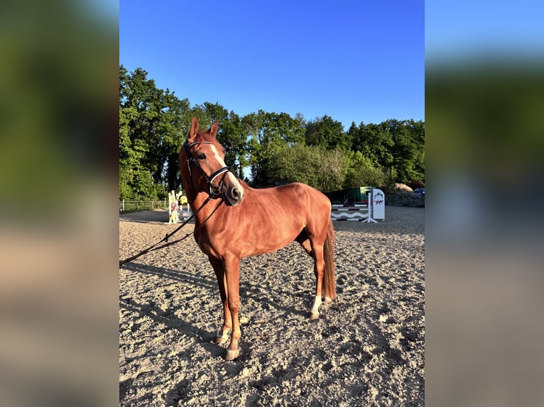 Holstein Mix Mare 3 years 15,1 hh Chestnut-Red in Dietenheim