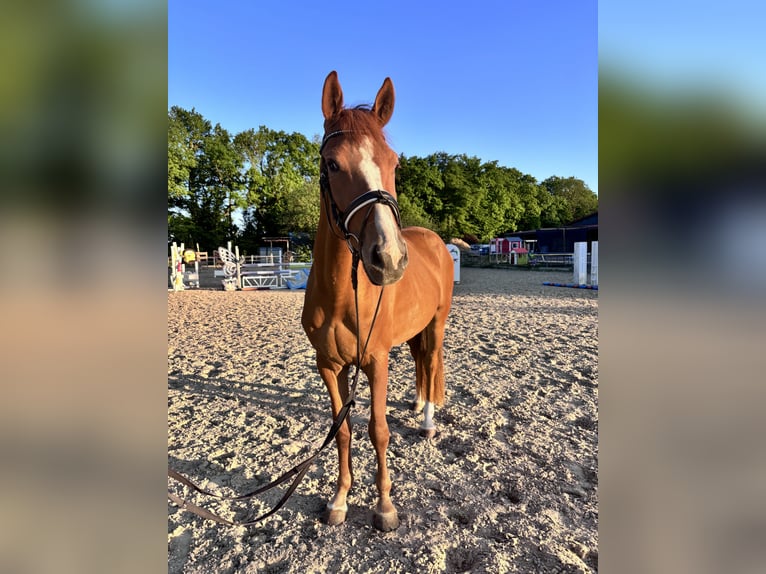 Holstein Mix Mare 3 years 15,1 hh Chestnut-Red in Dietenheim