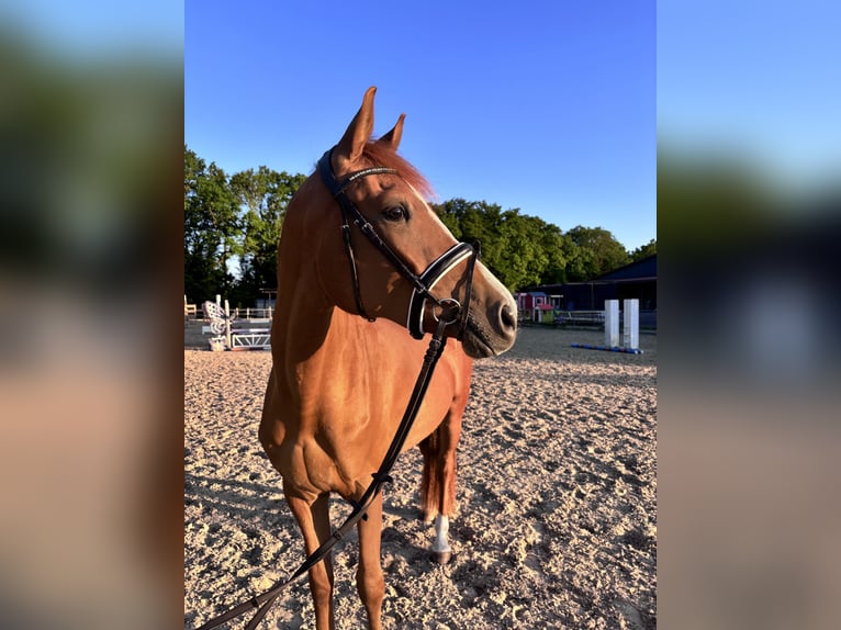 Holstein Mix Mare 3 years 15,1 hh Chestnut-Red in Dietenheim