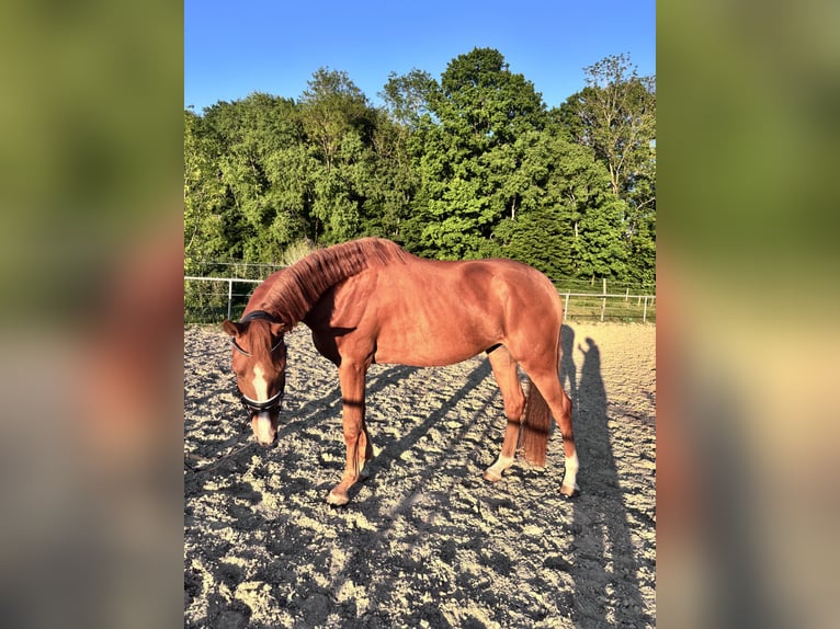 Holstein Mix Mare 3 years 15,1 hh Chestnut-Red in Dietenheim