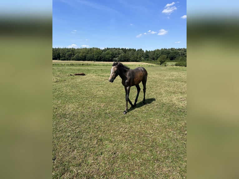 Holstein Mare 3 years 15,1 hh Grey in Lübeck
