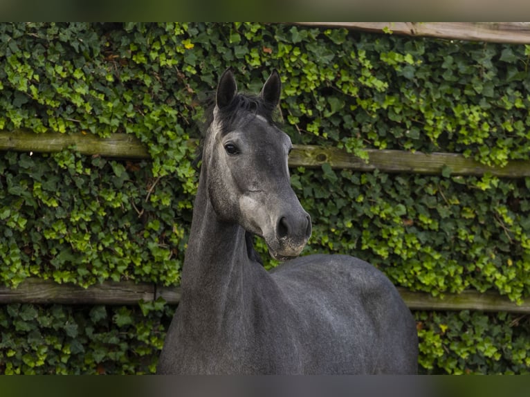 Holstein Mare 3 years 15,1 hh Grey in Waddinxveen