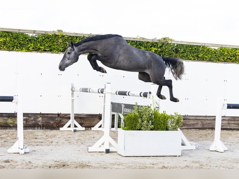 Holstein Mare 3 years 15,1 hh Grey in Waddinxveen